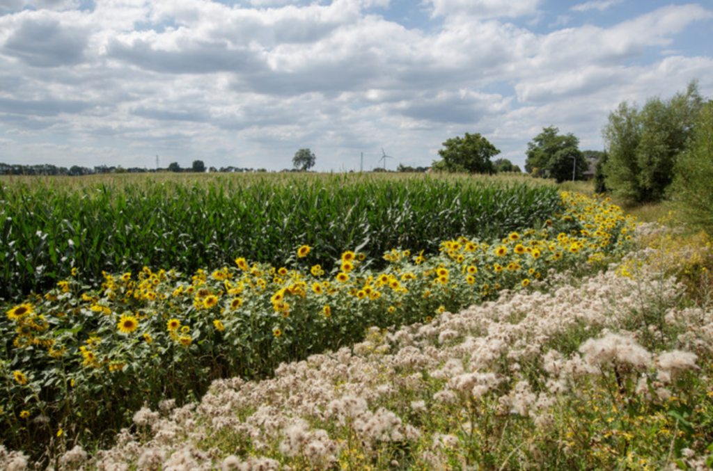 Geel lint van 25 kilometer aan zonnebloemen verschijnt in Lochem