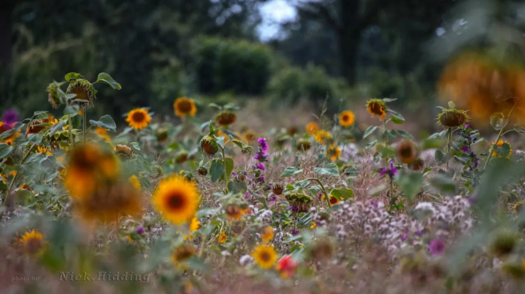 Méér dan zonnebloemen langs de maisvelden