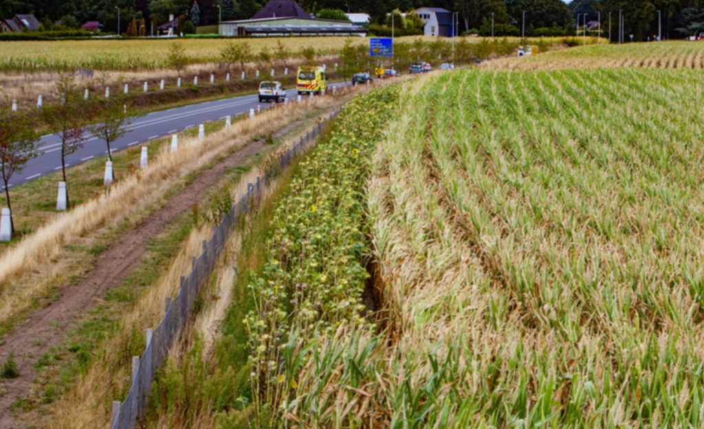 Nog veel meer zonnebloemen langs Lochemse maïsakkers