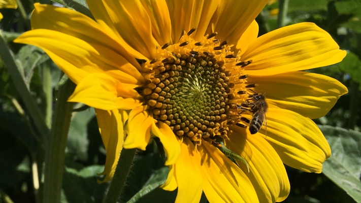 Steun het zonnebloemlint