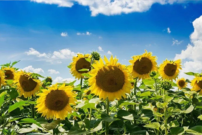 Donaties gevraagd voor zonnebloemlint in gemeente Lochem