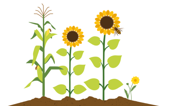 mais-zonnebloem-lochem