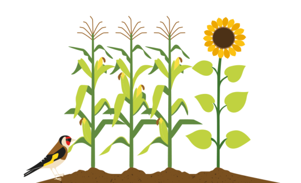 mais-zonnebloem-berkelland