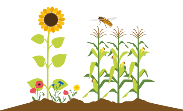 mais-zonnebloem-oostgelre